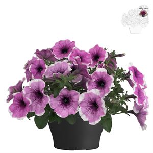 Afbeelding van Petunia TP26 Lavender blush